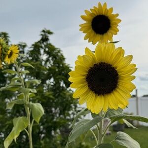 Meet your Posher, Dayanara